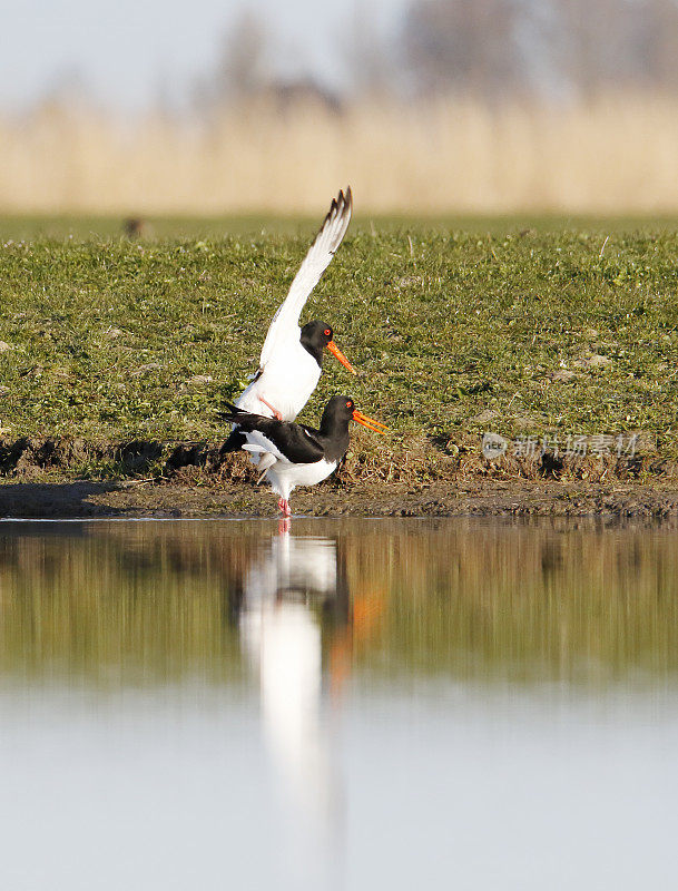 Oystercatcher (oematopus ostralegus)成熟